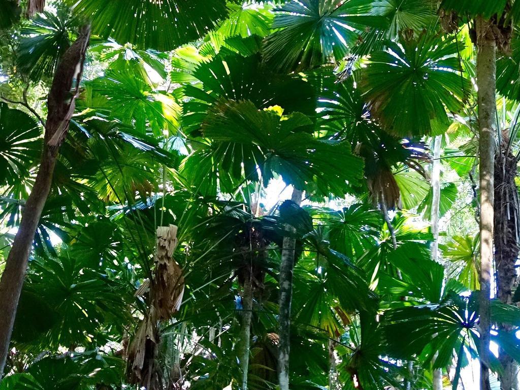 Coconut Beach House Cape Tribulation Chambre photo